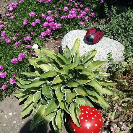 Gasthuis Milka Yagodina